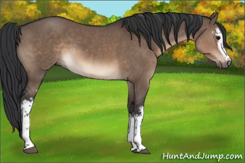 Horse Color:White Spotted Brown Dun