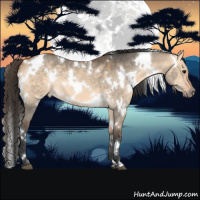 Horse Color:White Spotted Bay Dun