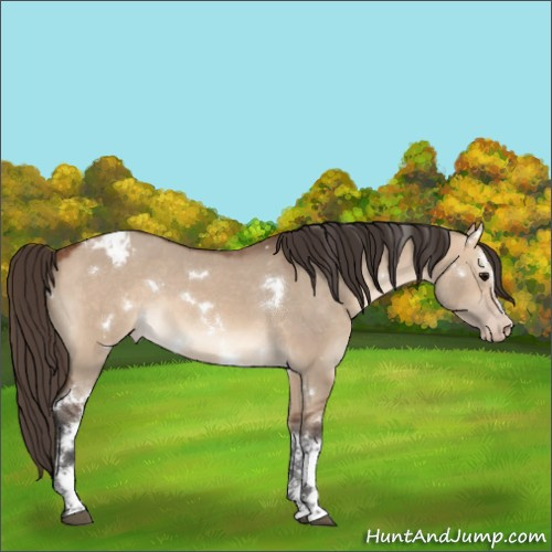 Horse Color:Unknown 