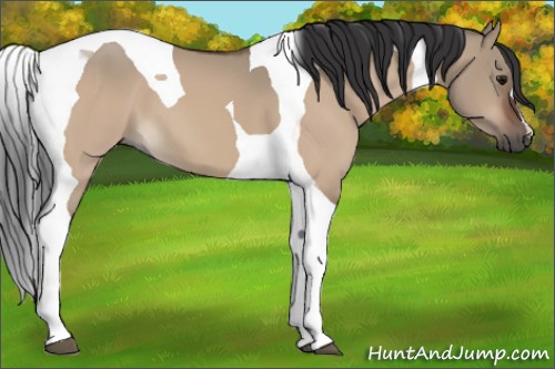 Horse Color:Bay Dun Tobiano 