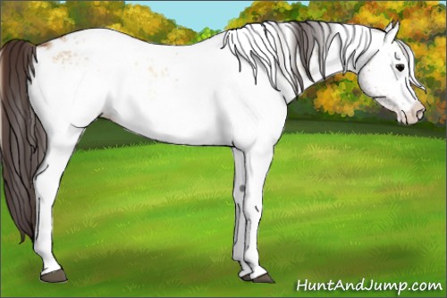Horse Color:White Spotted Bay Onyx Appaloosa