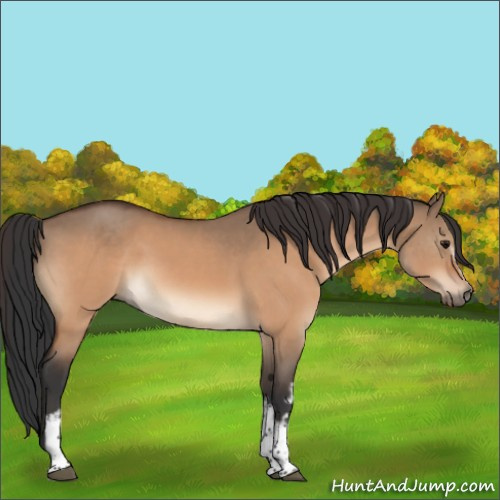 Horse Color:White Spotted Bay Dun