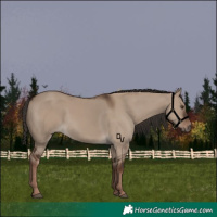 Horse Color:Liver Red Dun Rabicano 