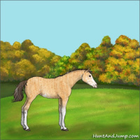 Horse Color:Buckskin Sabino Rabicano  and Amber Cream Champagne Sabino Rabicano 