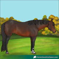 Horse Color:Brown 