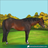 Horse Color:Brown 