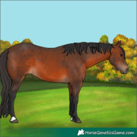 Horse Color:Brown 
