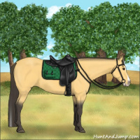 Horse Color:Buckskin Splash 