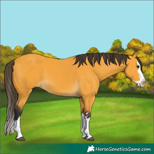 Horse Color:Buckskin Splash