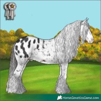 Horse Color:White Spotted Brown Blanket 