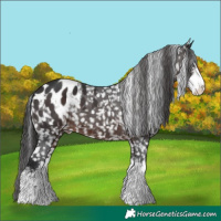 Horse Color:White Spotted Brown Appaloosa 