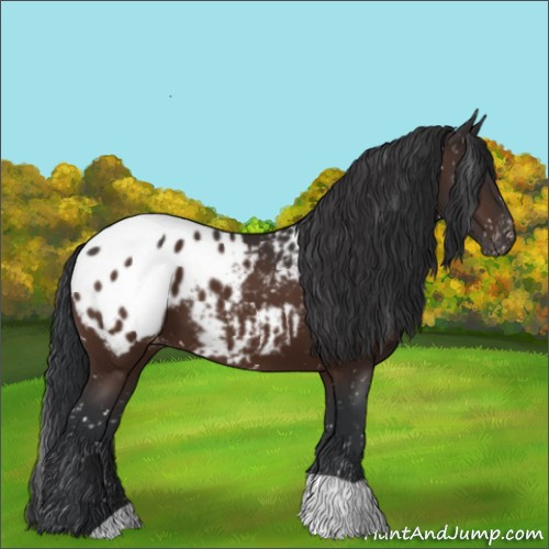 Horse Color:Brown Appaloosa 