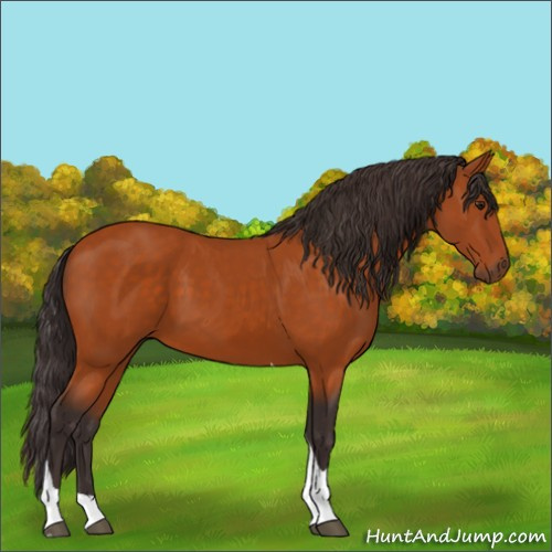 Horse Color:Buckskin Tobiano