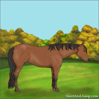 Horse Color:Bay 