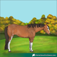 Horse Color:White Spotted Bay 