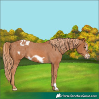 Horse Color:Chestnut Frame Appaloosa 