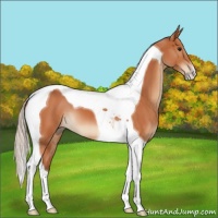 Horse Color:Silver Bay Tobiano 