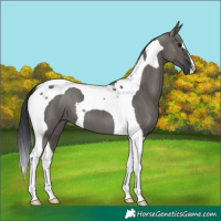 Horse Color:Grullo Tobiano 