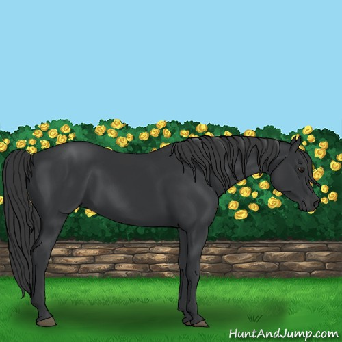 Horse Color:Black 