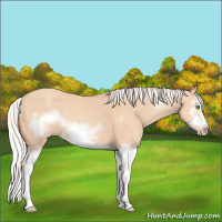 Horse Color:Silver Classic Champagne Dun Splash Frame
