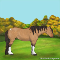 Horse Color:Buckskin Dun Tobiano 