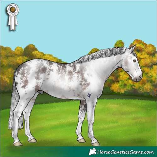 Horse Color:Gray Bay Sabino Splash Rabicano 