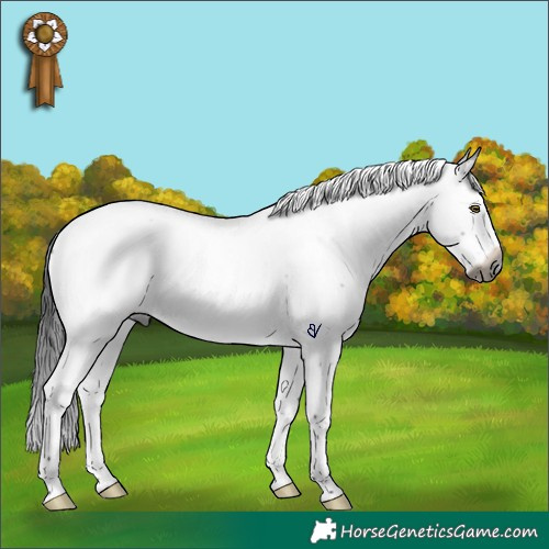 Horse Color:Gray Brown Roan Splash Rabicano 