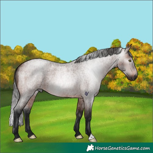 Horse Color:Gray Bay Roan Rabicano 