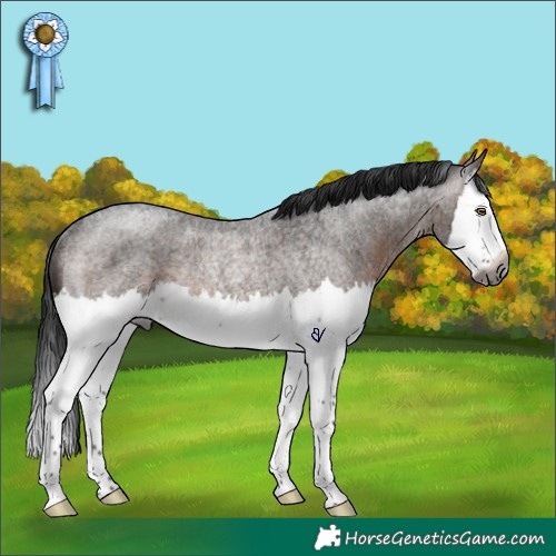 Horse Color:Gray Brown Roan Splash Rabicano 