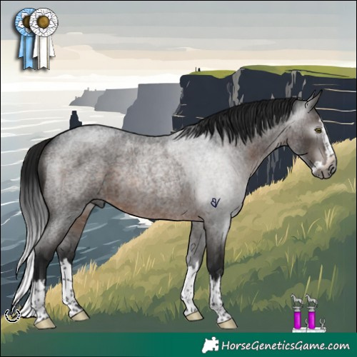 Horse Color:Gray Brown Roan Splash Rabicano 