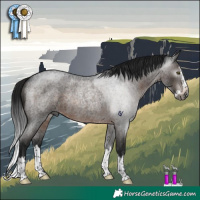 Horse Color:Gray Brown Roan Splash Rabicano