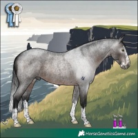Horse Color:Gray Brown Roan Splash Rabicano