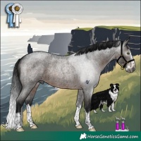 Horse Color:Gray Brown Roan Splash Rabicano 