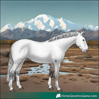 Horse Color:Gray Bay Roan Splash Rabicano 