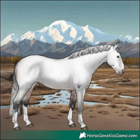 Horse Color:Gray Bay Roan Splash Rabicano 