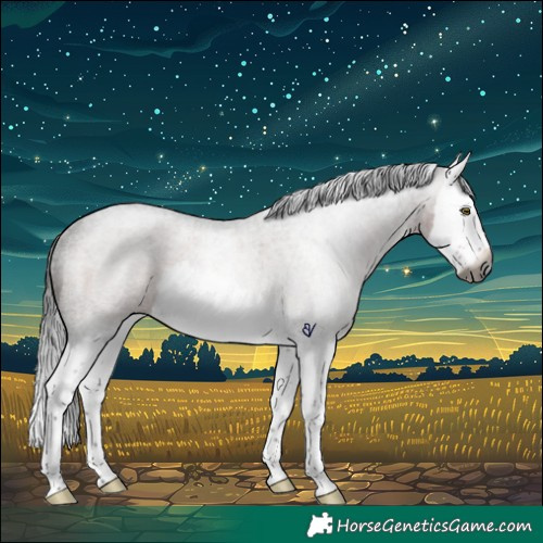 Horse Color:Gray Bay Roan Splash Rabicano 