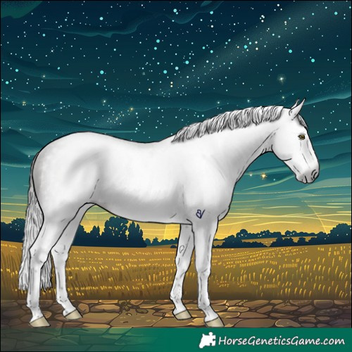 Horse Color:Gray Bay Roan Splash Rabicano 
