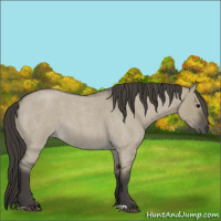 Horse Color:Smoky Grullo Roan 