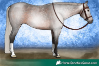 Horse Color:Gray Silver Brown Roan 