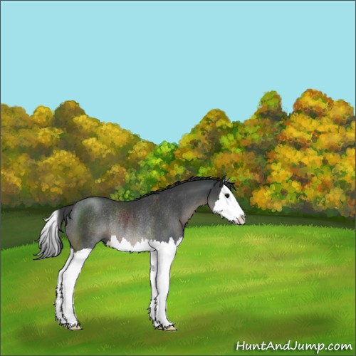 Horse Color:Black Splash Rabicano 