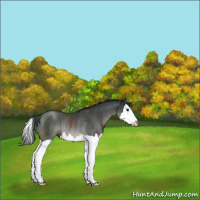 Horse Color:Black Splash Rabicano