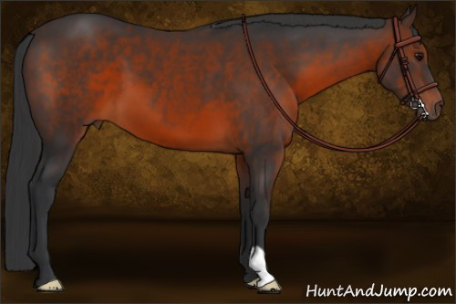 Horse Color:Brown 