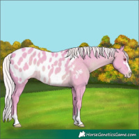 Horse Color:Watercolor Silver Black Chinchilla Sabino Appaloosa 