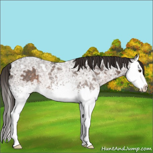 Horse Color:White Spotted Liver Chestnut Ice Sabino Splash Rabicano