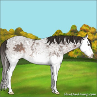 Horse Color:White Spotted Liver Chestnut Ice Sabino Splash Rabicano 