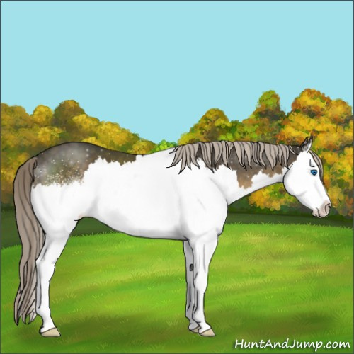 Horse Color:White Spotted Chocolate Palomino Splash 