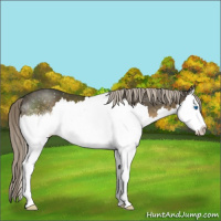 Horse Color:White Spotted Chocolate Palomino Splash 