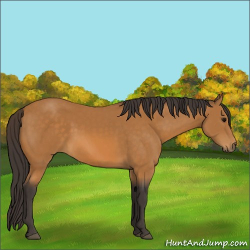 Horse Color:Buckskin 
