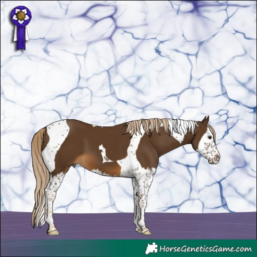 Horse Color:Chocolate Palomino Splash Tobiano 