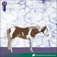 Horse Color:Chocolate Palomino Splash Tobiano 
